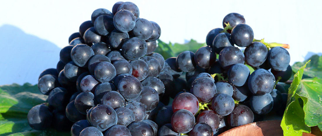 Single-use temperature recorders play a crucial role in grape transportation