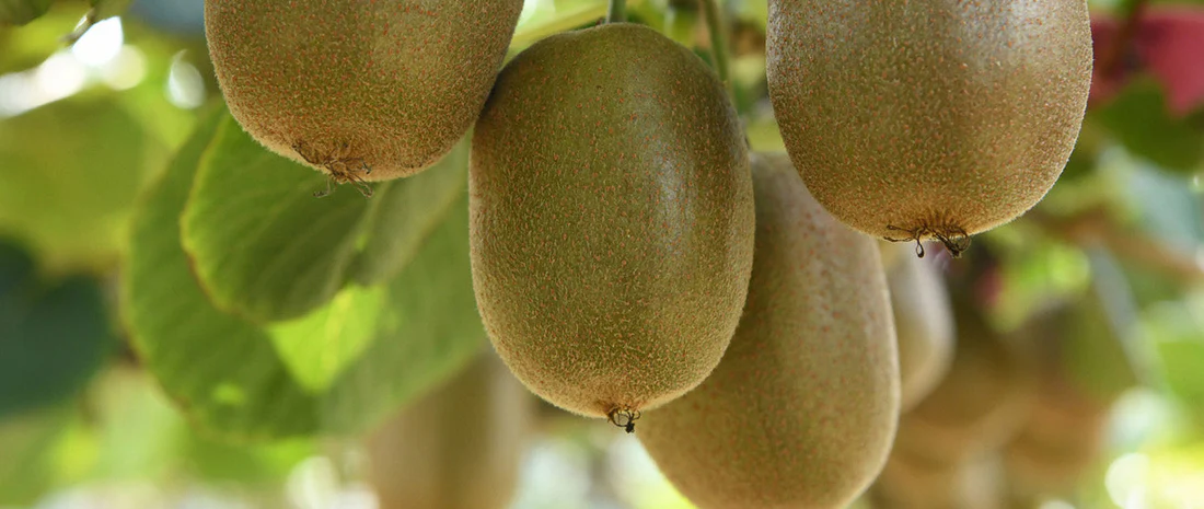 Application of Single Use Temperature Data Logger in Kiwifruit Transportation